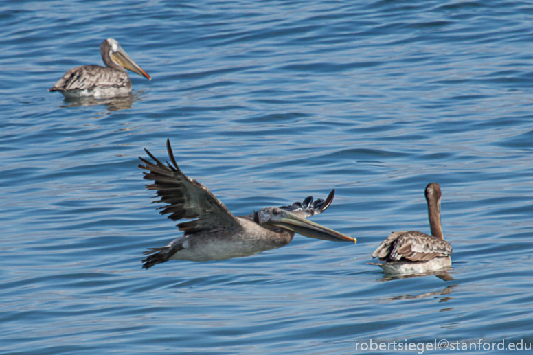 pelican landing